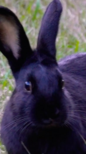 Cute Rabbits Up Close!! (Cute Animal Video) #wildlife #rabbit #nature #cute #cuteanimals