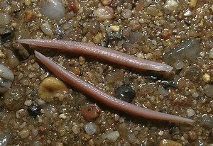 Branchiostoma lanceolatum ~ Everything You Need to Know with Photos | Videos