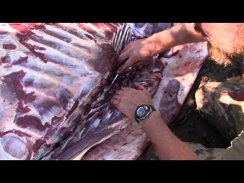 Elk Hunting: Gutless Field Dressing Method 3