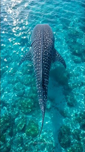 Whale Sharks' fingerprints