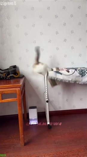 Funniest Cat 😼 cats meowing 🐕 # Episode 9502