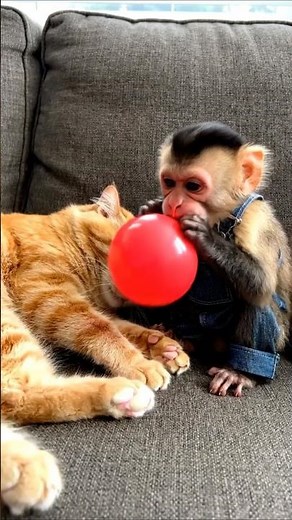 This Monkey Pranked the Wrong Cat...