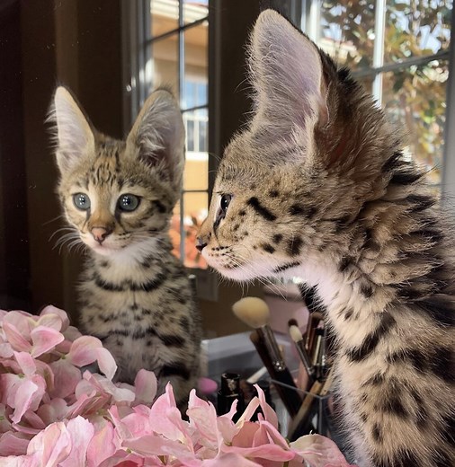 Serval Kittens for sale domestic pet, To Legal States Only | Important information before purchasing — F1 Savannah Cat Breeder