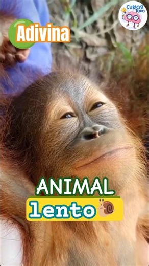 ADIVINA al animal MAS LENTO🥱 #animales #animalescuriosos #animalesdomesticos #animals #lentos
