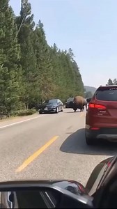 Bison Angry #bison #nature | Moceca