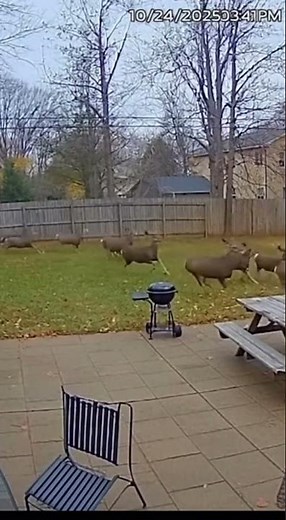 Deer Stampede Breaks Fence (Caught on Ring Camera)