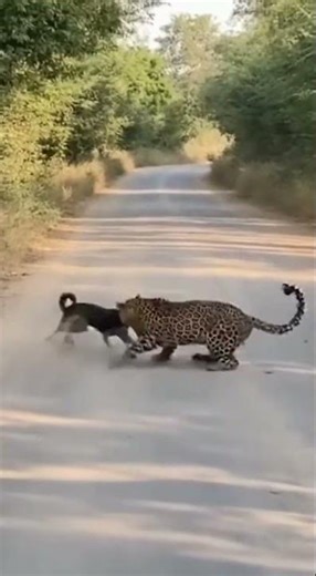 Leopard vs Dog 😱 | Brave Dog Faces Wild Predator #shorts