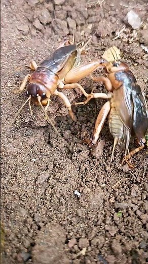 1. "Two Crickets Fighting at the Burrow Entrance