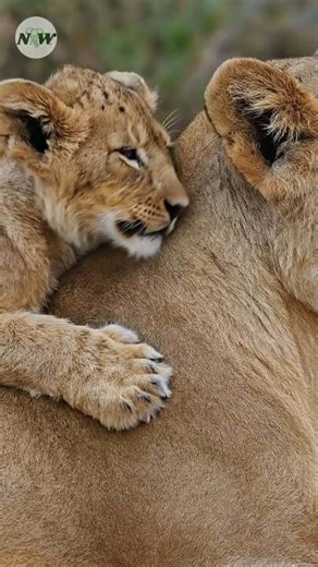 The bond between a lioness and her cubs is built through closeness and constant presence. She rests with them gathered at her side, bodies touching, breath steady. In these moments, safety is not a place, it is her. Lion cubs learn the world through their mother. They watch how she listens before rising, how her eyes scan the distance, how her body stills when something feels wrong. Every gesture becomes a lesson, every pause a warning or reassurance. A lioness carries more than strength. She ca