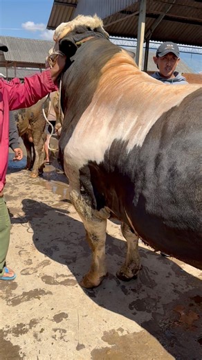 59K views · 765 reactions | Sapi raksasa masuk pasar #sapi #cow #bull | Revan Dolan Kandang | Facebook