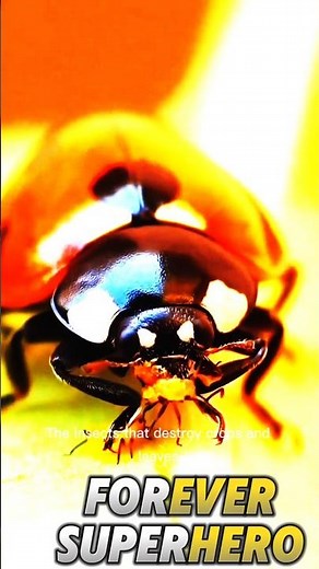 This Tiny Bug Is Nature’s Deadliest Protector 🐞😲