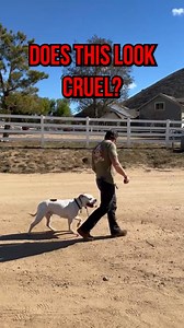 33K views · 261 reactions | Debunking the MYTHS around E COLLARS!...