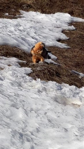 🦅 Le Gypaète barbu, le roi du ciel alpin prend son envol 🍀 🏔️ 👉Le saviez-vous? Avec une envergure proche de 3 mètres, c’est l’un des plus grands rapaces d’Europe de la famille des vautours. Espèce rare et menacée, on ne compte aujourd’hui que quelques couples dans les Alpes, notamment dans le Massif du Bargy, grâce à de longs programmes de protection. Un oiseau fascinant, discret… et essentiel à l’équilibre de la montagne 🌿On le surnomme le casseur d’os ! #gypaetebarbu #alpes #rapaces #biod