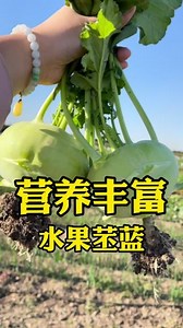 可以当水果吃的高端甘蓝品种——苤蓝，生吃，凉拌，腌咸菜都可以！#苤蓝 #在家种菜 #家庭种植