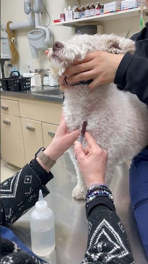 How veterinarians draw blood on dogs. How It’s Done - 101 !