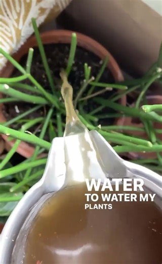 Tea water for plants #plants