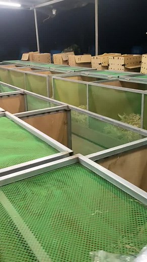 Inside a Modern Poultry Farm: Chickens and Cages