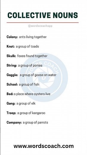 ✨ Collective Nouns ✨