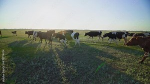 Natural farming. Multicolored cows roam freely on the green pasture. Successful dairy business. Production of organic milk.