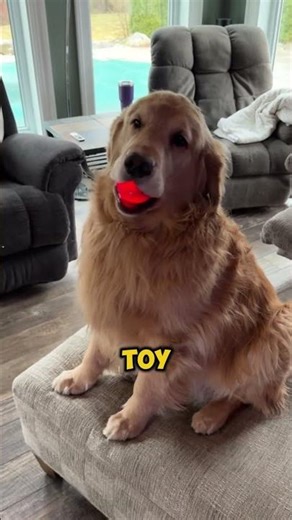 Which dogs are the worst guard dogs?😂🦮