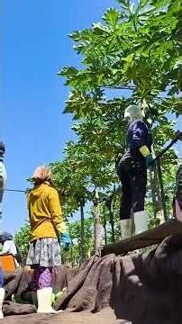 Fruit harvest🫑🍓 #fruit #mamao