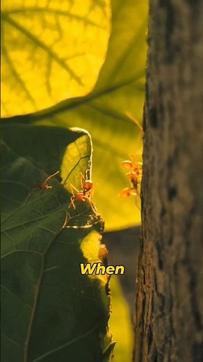 Ants Release a Smell Most People Never Notice #shorts#science#facts#creepyfacts#psychology