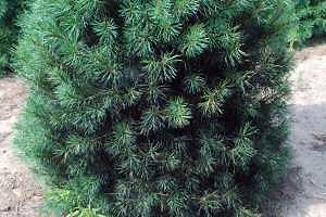 Managing soft scales in conifers