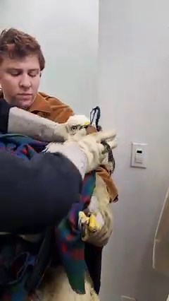 8.2M views · 181K reactions | #DidYouKnow falconry hoods are used to...