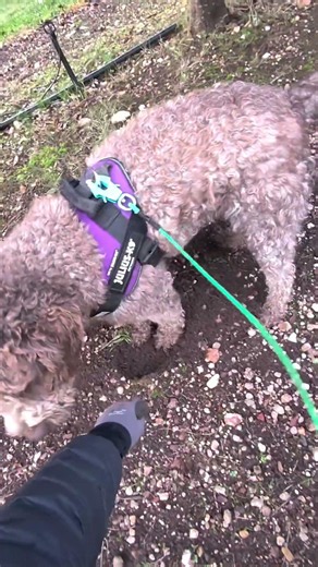 Truffle Hunting
