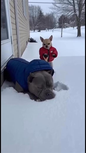 Likes to hurt others haha 🤣 | JS TT