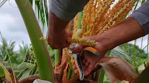𝙋𝘼𝙍𝙏 𝙄 Coconut Hybridization Program ng PCA- Aurora Province Coconut Development Center (APCDC) dito sa Dinalungan,Aurora paano nga ba nila ito isinasagawa? 📍 Philippine Coconut Authority - APCDC Coconut Hybridization Program Dinalungan,Aurora #coconut #coconuthybridization #apcdc #pca #farmers #coconutfarmers #farm #auroraprovince | The Archie Traveler