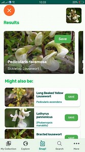 PlantSnap.com identifies Sickletop Lousewort (Pedicularis racemosa), a species of flowering plant in the broomrape native to western North America, where it grows in coniferous forests. | PlantSnap | Facebook