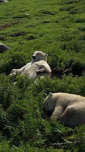 1M views · 10K reactions |  In the #Canadian town of Churchill, a photographer captured rare moments of polar bears sleeping in a sea of flowers. These stunning shots show the bears adapting to their new environment as glaciers melt.‍❄️ #landofdiversity2 | Tech It Out with Yang Zhao | Facebook