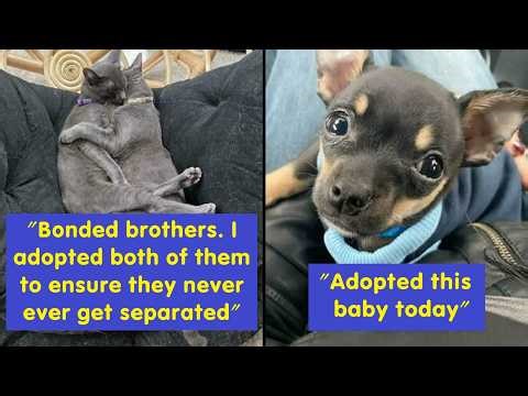 From Rescue to Love: Cats & Dogs Who Found Home ❤️