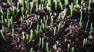 Time-lapse Photography Group Wheat Seedlings Growing Stock Footage Video (100% Royalty-free) 3488138307 | Shutterstock