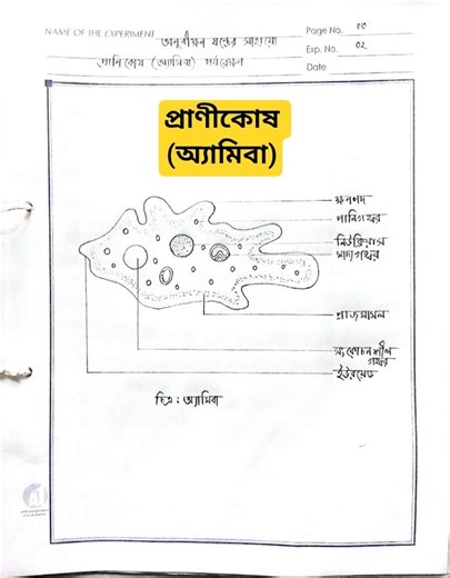 ​অণুবীক্ষণ যন্ত্রের সাহায্যে প্রাণী কোষ (অ্যামিবা) পর্যবেক্ষণ | SSC Biology Practical Drawing #short