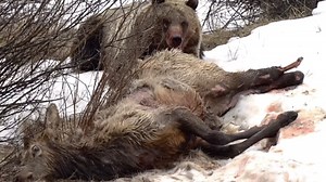 Watch: Brown Bear with ‘No Honor’ Eats Elk Alive