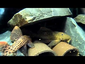 Red Devil Pleco (Pseudacanthicus pirarara) | Tropical Fish Keeping