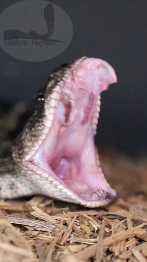 1.6K views · 13 reactions | Melanistic WDB Rattlesnake FANGS! #rattlesnake #fangs #venomous #snakes | Mark’s Reptiles | Facebook