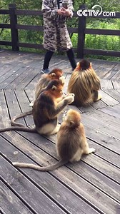The golden snub-nosed monkey, considered a "national treasure" in China, is endangered due to habitat loss. Biologists presently identify three subspecies of this monkey. Shennongjia in China’s Hubei province, which has been inscribed as a natural World Heritage for its outstanding ecosystems, is home to the Hubei golden snub-nosed monkeys. Wanna be up close to this pretty creature in Shenlongjia? If you don’t mind being robbed! #TreasuresInTheWorld | iPanda