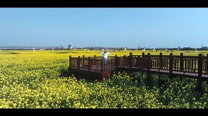 烟花三月下洞庭①丨AI影像里 看春天化作遍野金箔_湖南文旅_旅游频道