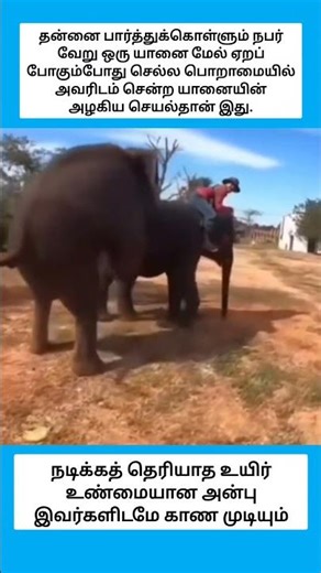 நடிக்கத் தெரியாத உயிர் உண்மையான அன்பு இவர்களிடமே காண முடியும் #shorts