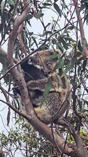 I hope all the koalas stay safe this summer from bushfires. Big reminder today - with one burning nearby - how much koalas are at risk of wildfires. You can still clearly see evidence of our last big fire here 12 years ago. | Mikkira Station Koala Sanctuary
