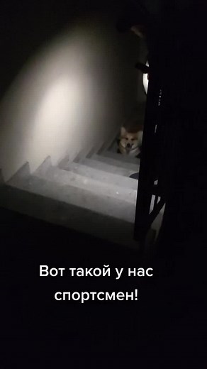 Charming Light Brown Corgi Mix Showing Unique Antics