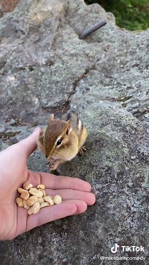 Exploring Nature: Meeting Adorable Chipmunks on a Hiking Adventure