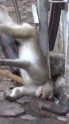 4.9K views · 47 reactions | A Cry for Help: Helpless Baby Monkey Suffers with a Broken Arm, Awaiting Rescue  #baby #NewsUpdate #monkey #Very #reels #Leo #newborn #cute #milkyway #crying Full Story in comment : | Monkey MOKA | Facebook