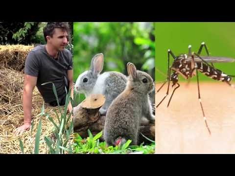 How to use garlic in the garden for pest control