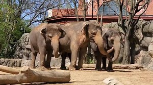 Sound on! Our elephants had a lot to say this morning. | Cincinnati Zoo & Botanical Garden