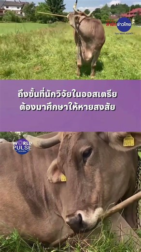 น่ารักไม่ไหว วัวเกาหลังเองได้ | โลกเล่าเรื่อง 26 ม.ค.69