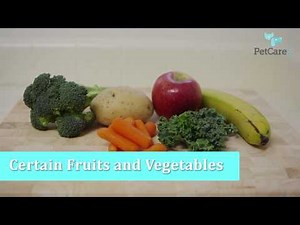 Safe Foods for Dogs: What You Can and Can't Share With Fido